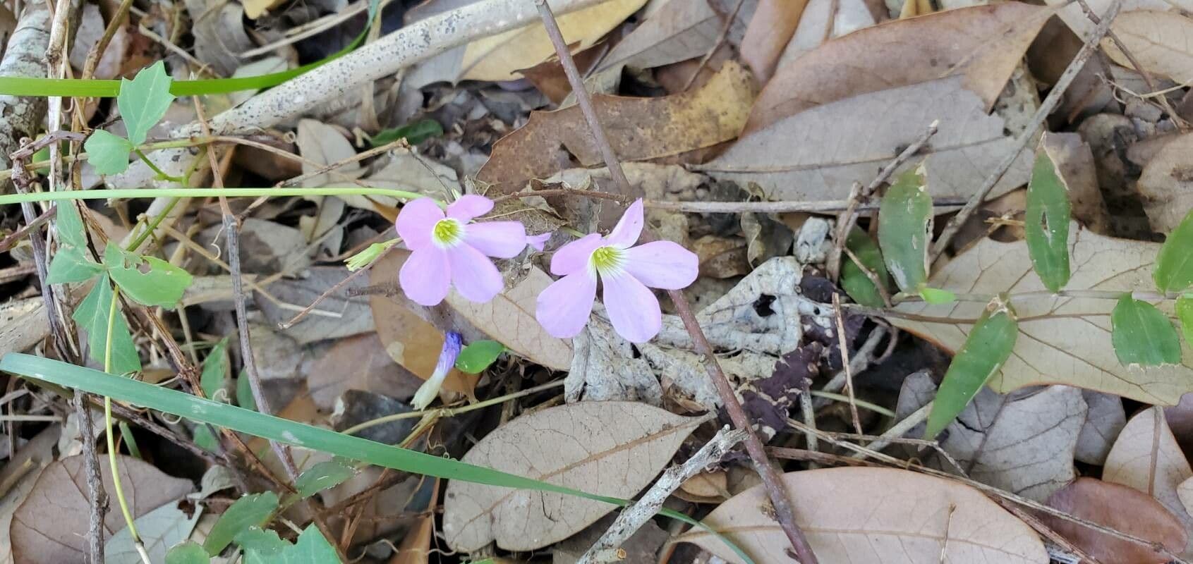 Oxalis drummondii