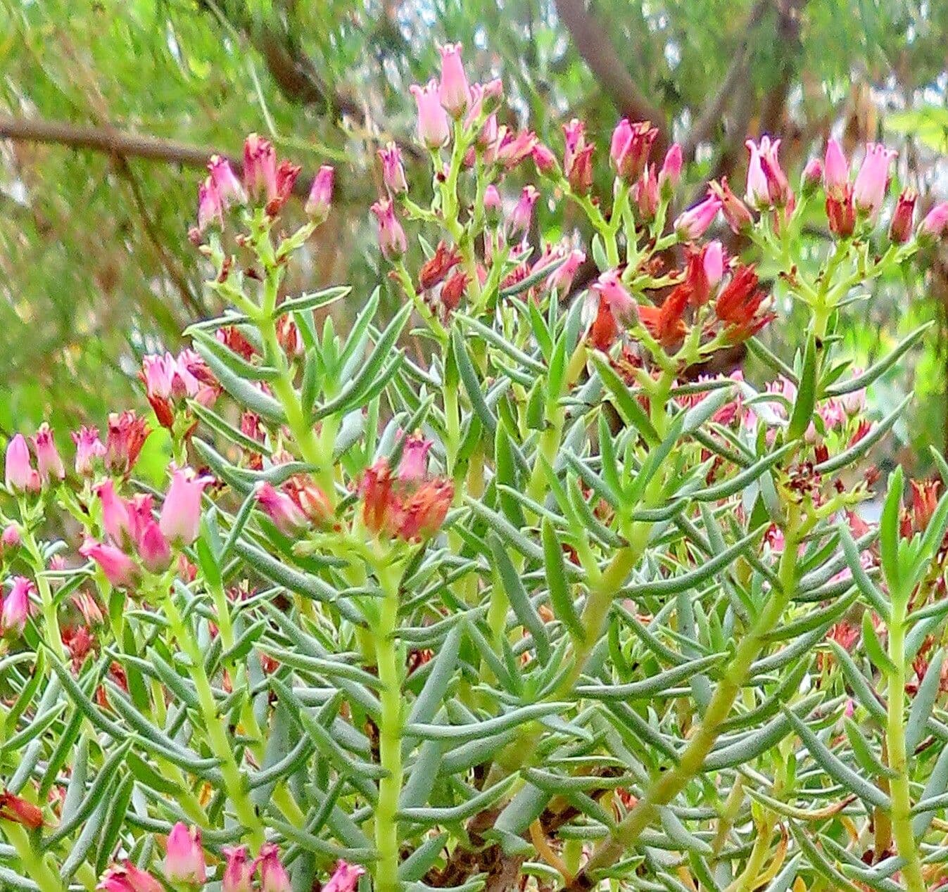 Crassula sarcocaulis