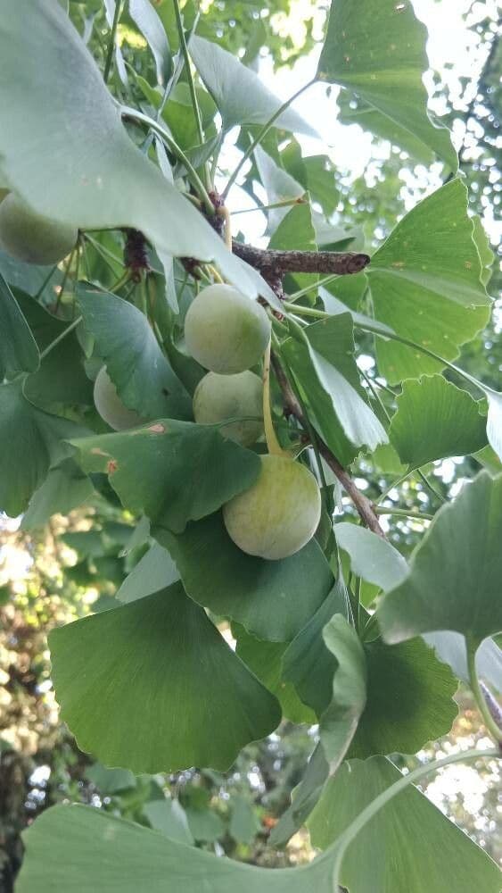 Ginkgo biloba