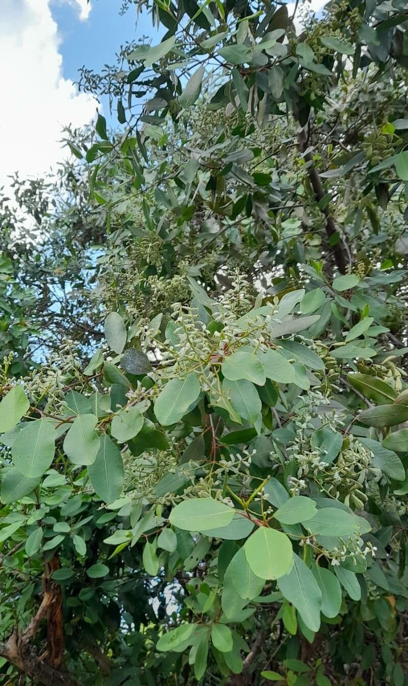 Laguncularia racemosa