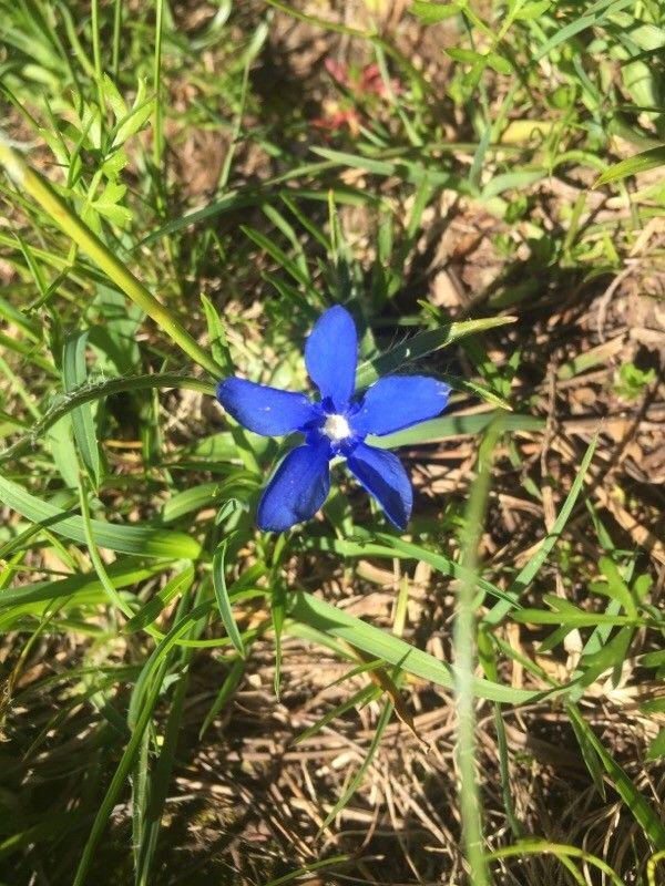 Gentiana nivalis