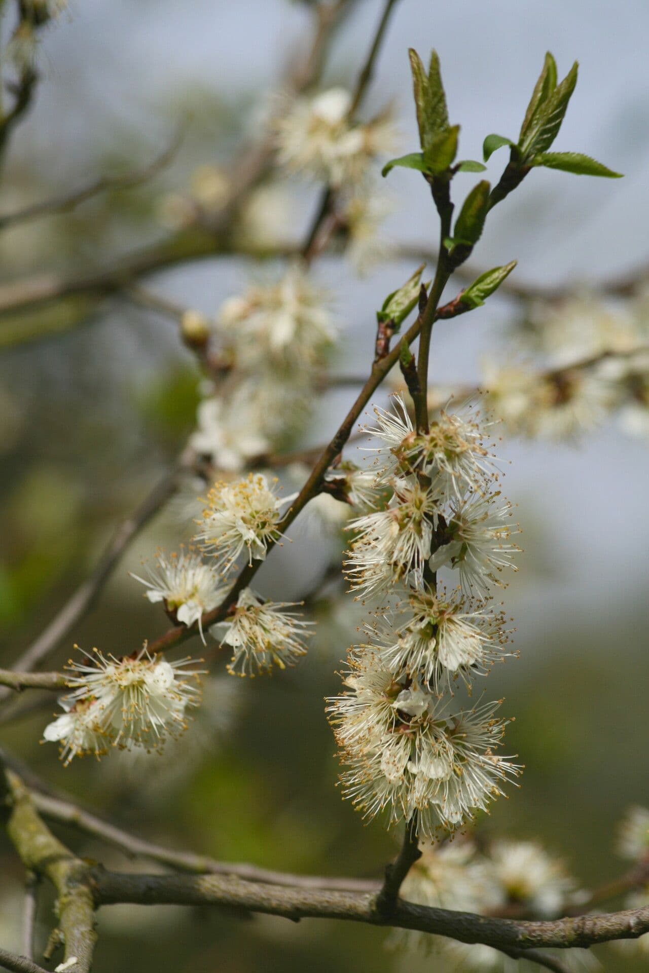 Prunus brigantina