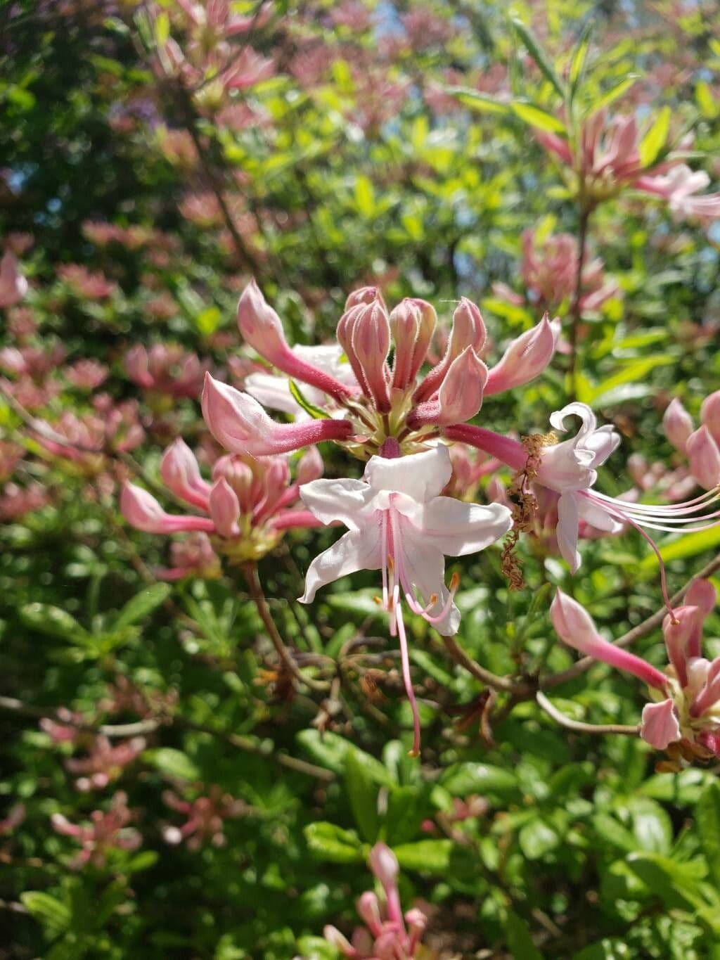 Rhododendron canescens
