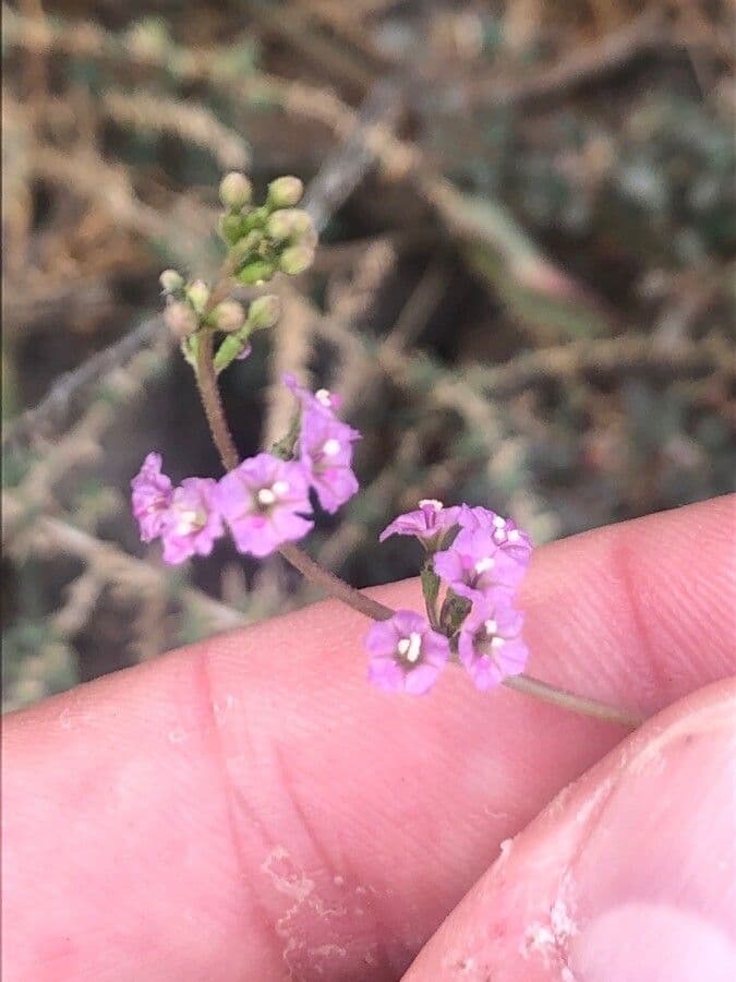 Boerhavia diffusa