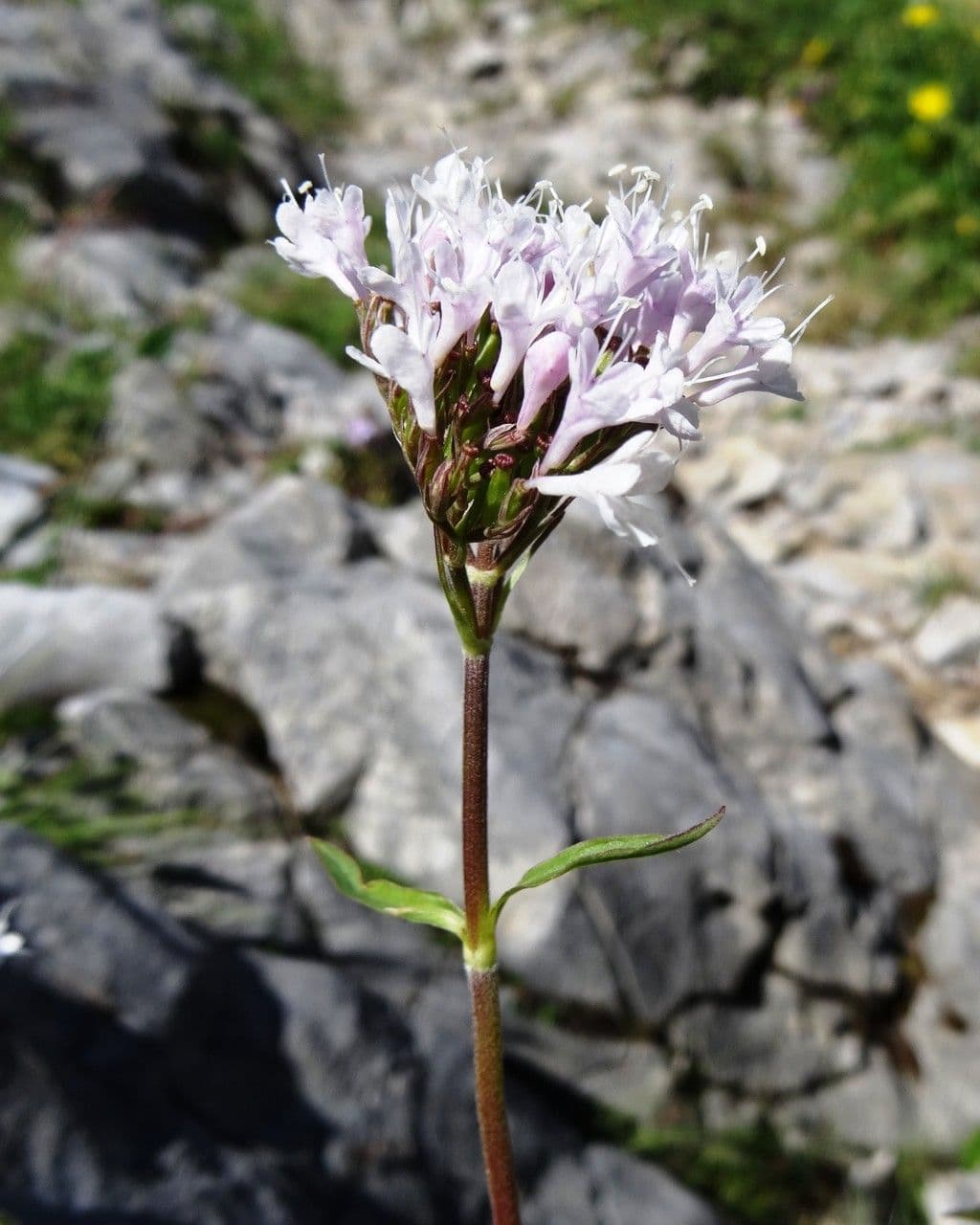 Valeriana montana