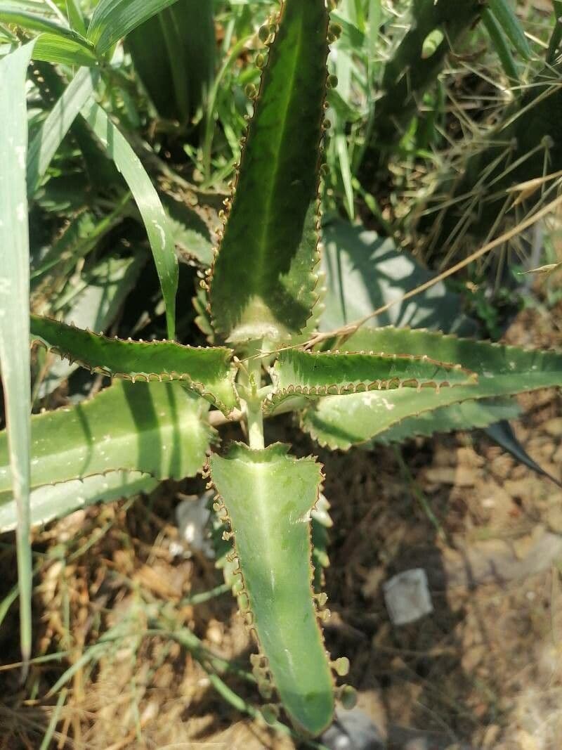 Kalanchoe ceratophylla