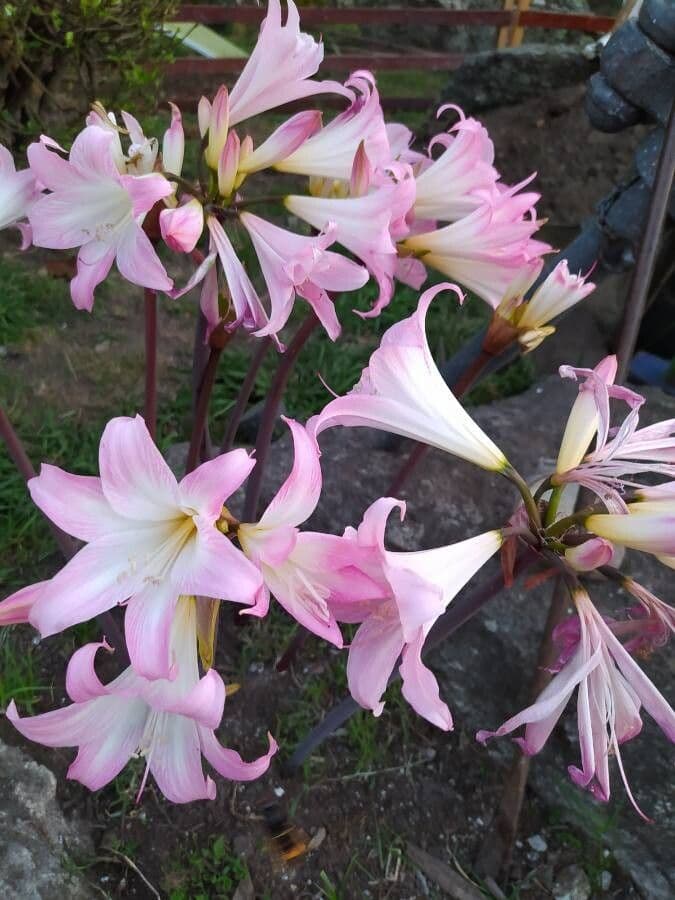 Amaryllis belladonna