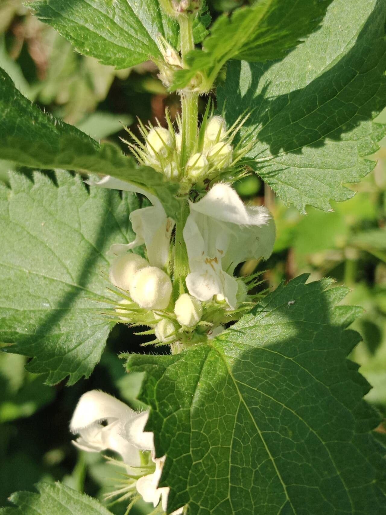 Lamium album