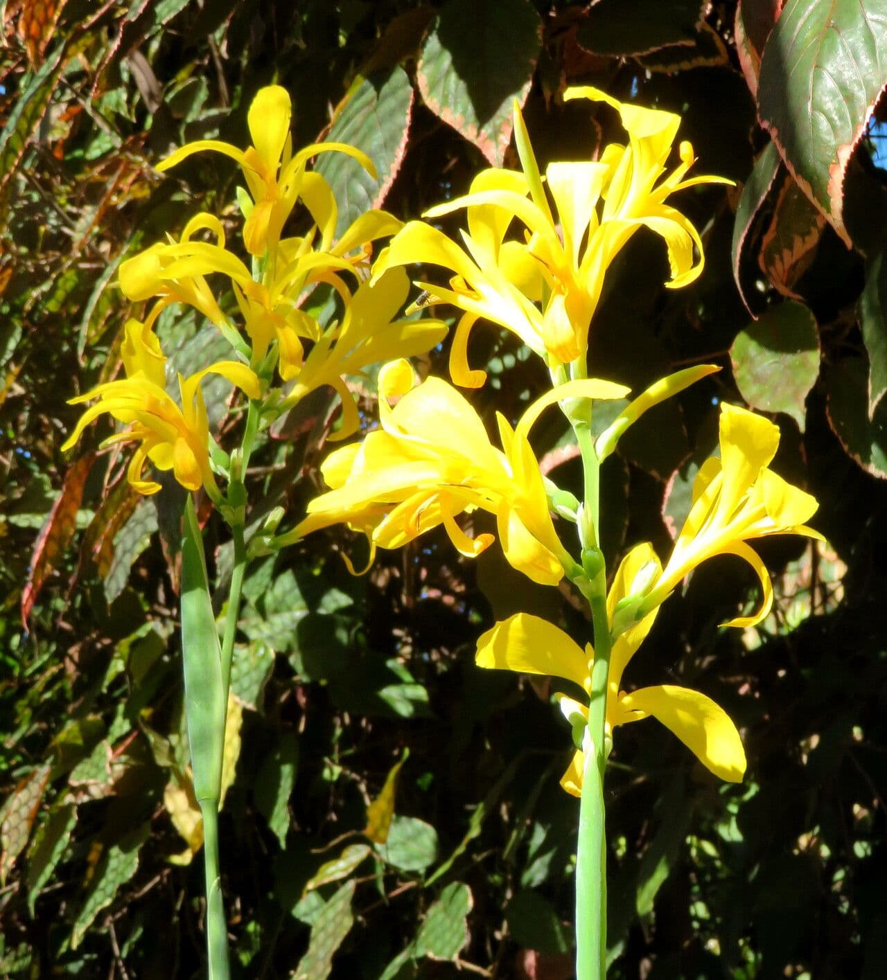 Canna glauca