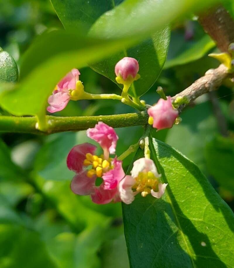 Malpighia glabra