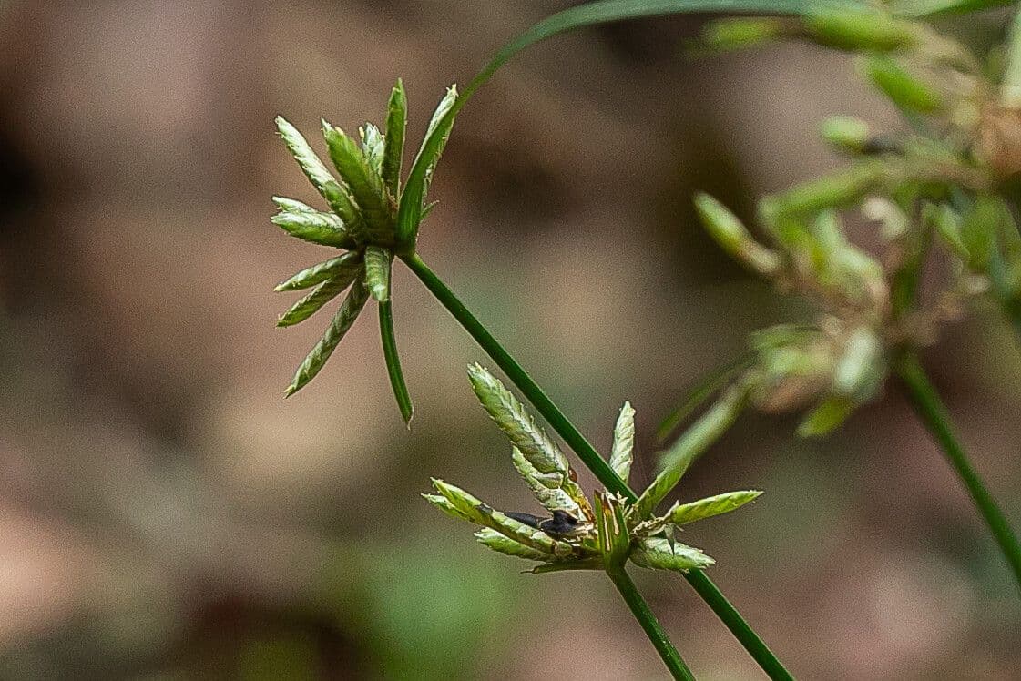 Cyperus compressus