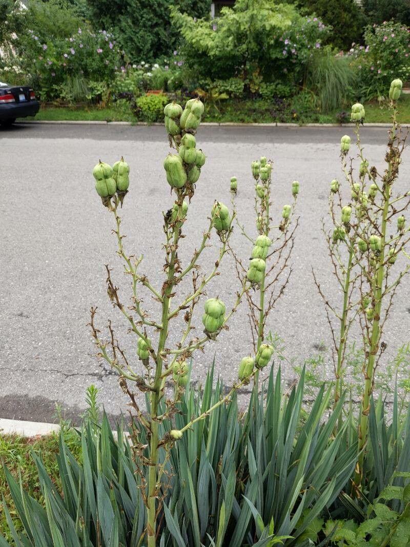 Yucca arkansana