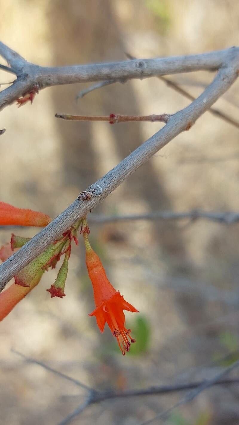 Woodfordia fruticosa