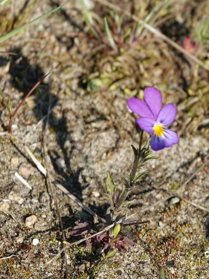 Viola bubanii