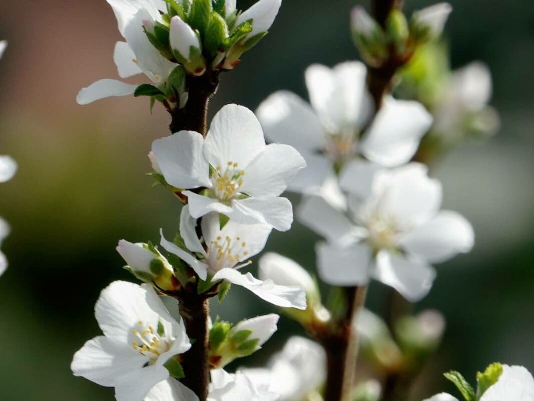 Prunus tomentosa