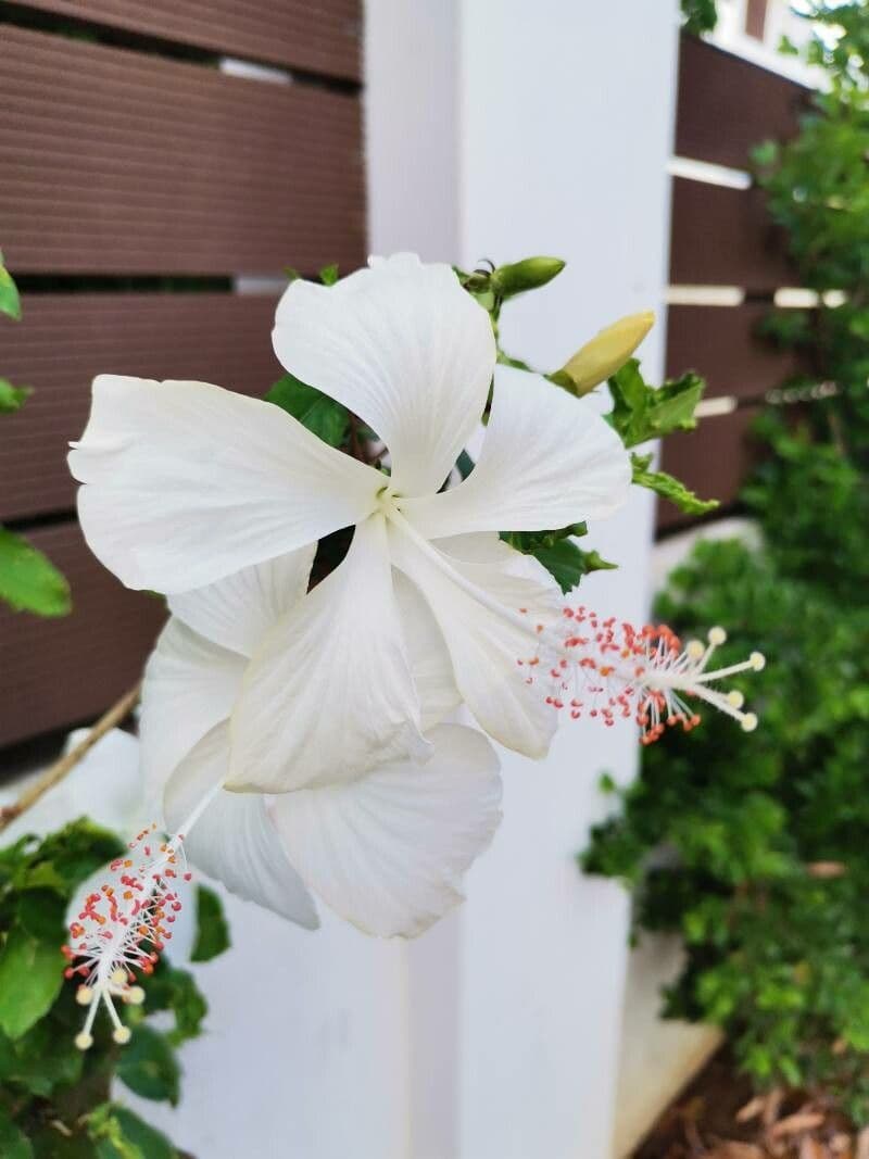 Hibiscus arnottianus