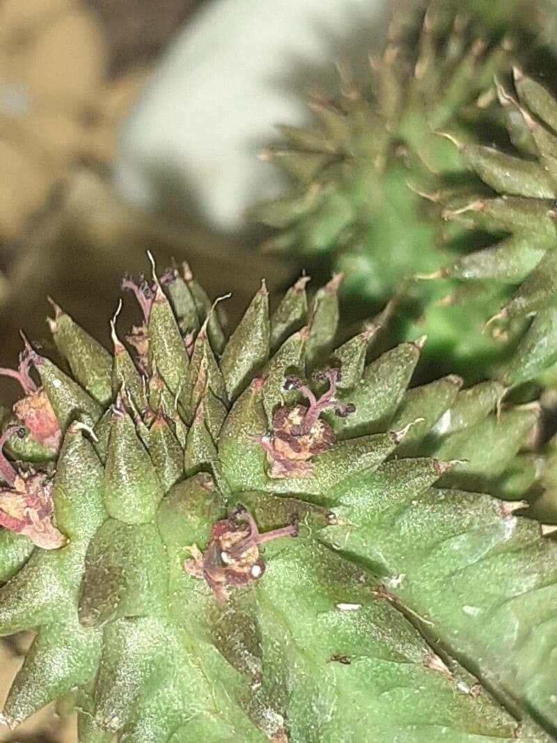 Euphorbia susannae