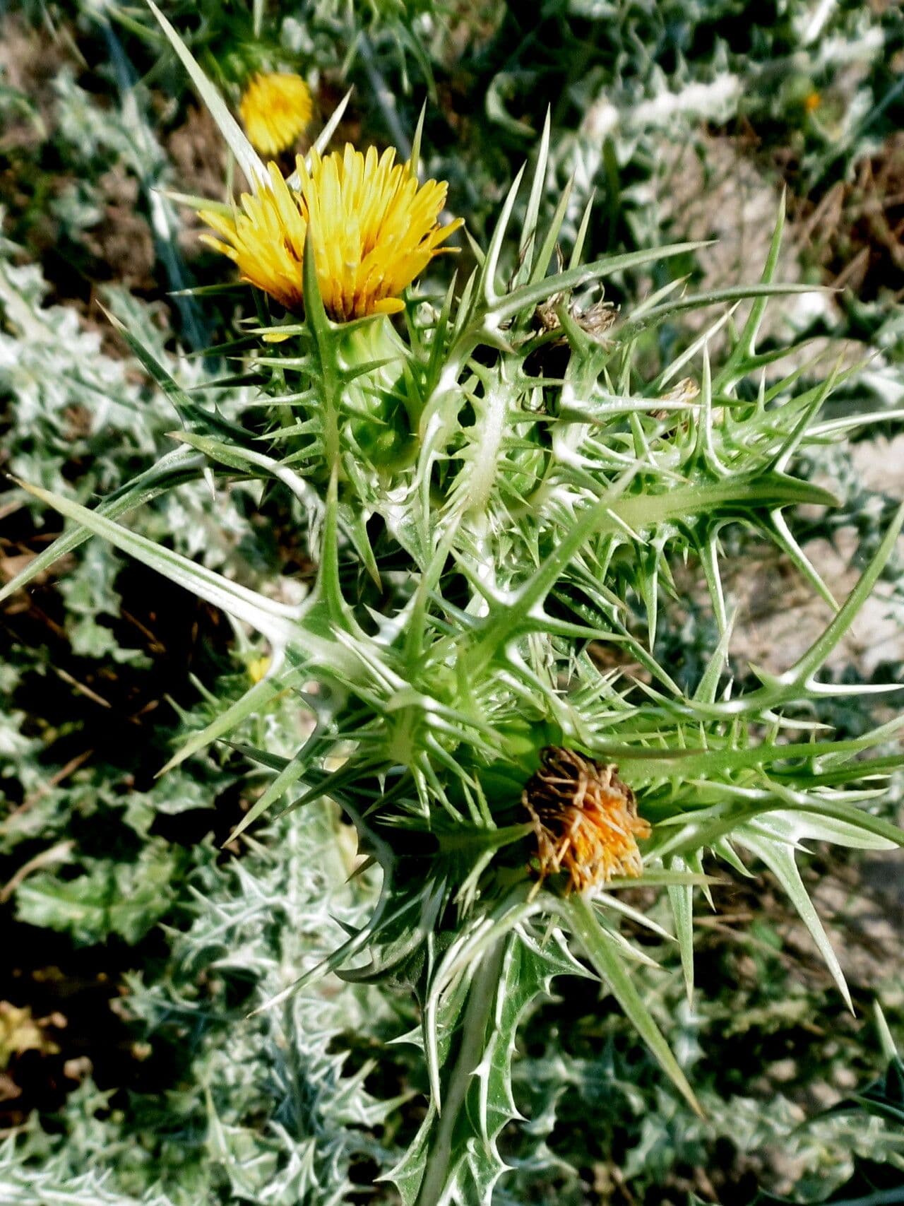 Scolymus hispanicus