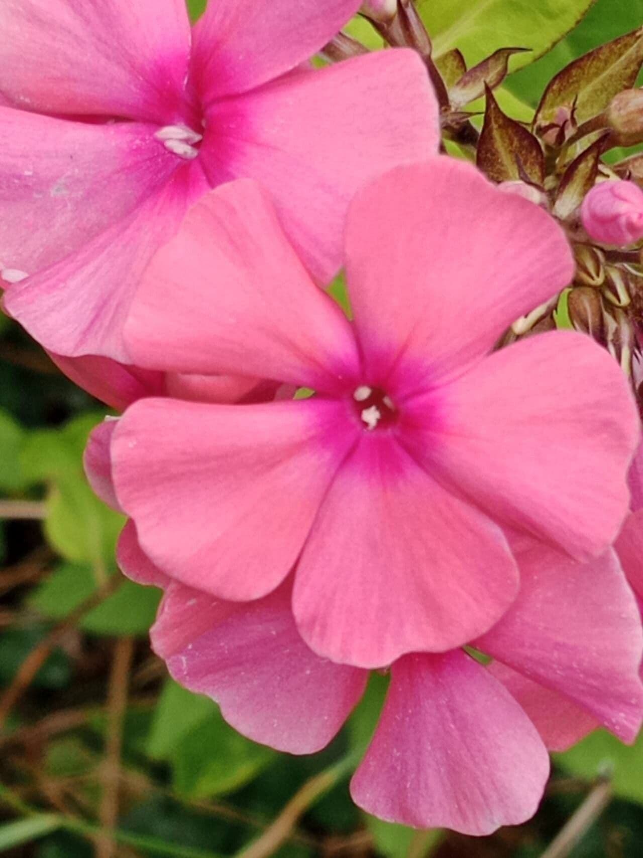 Phlox paniculata