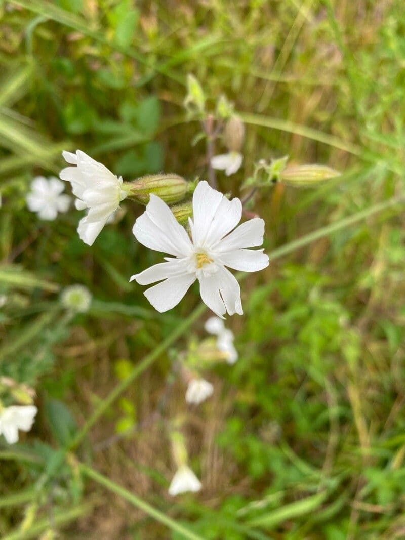Silene dichotoma