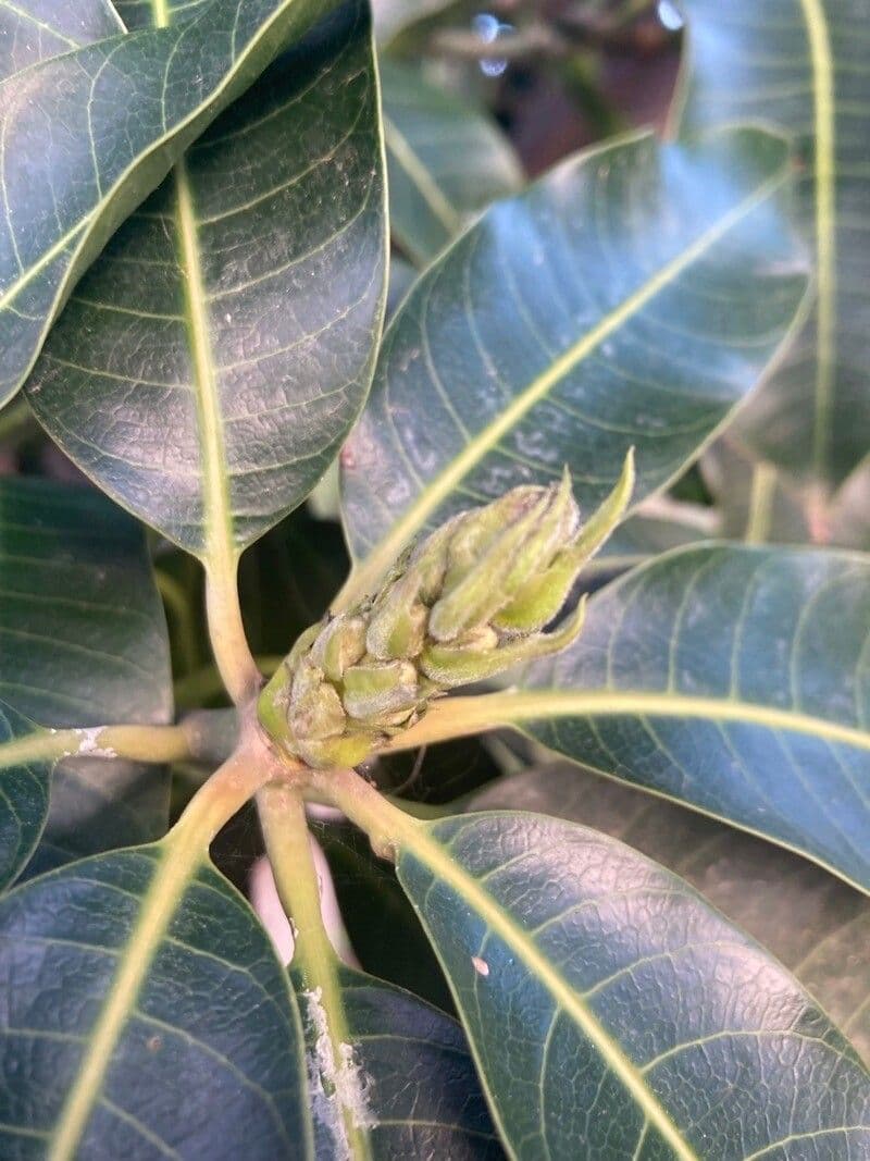 Ficus insipida