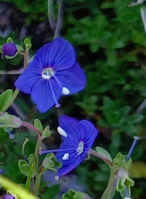 Veronica fruticans