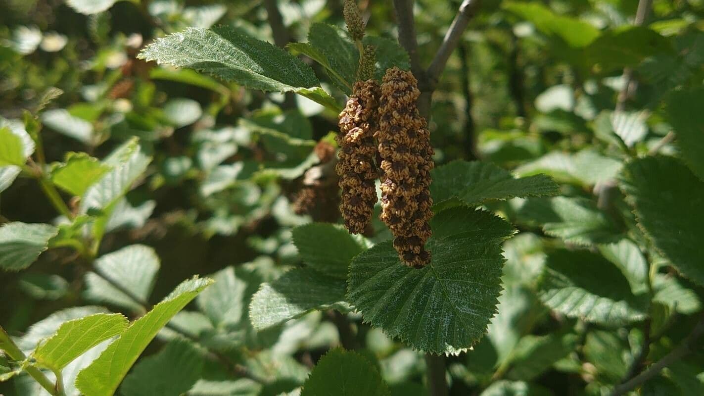 Alnus alnobetula