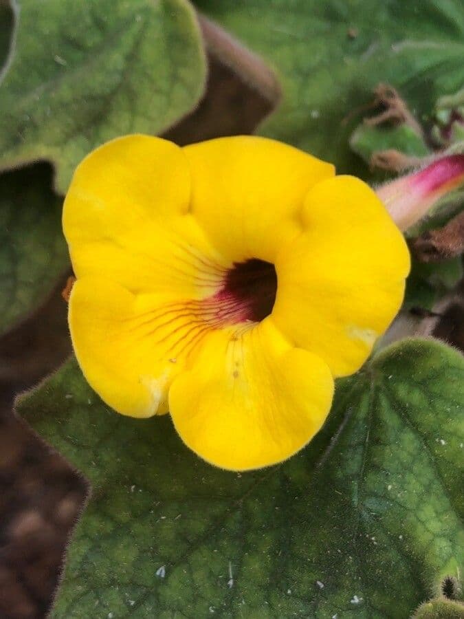 Uncarina grandidieri