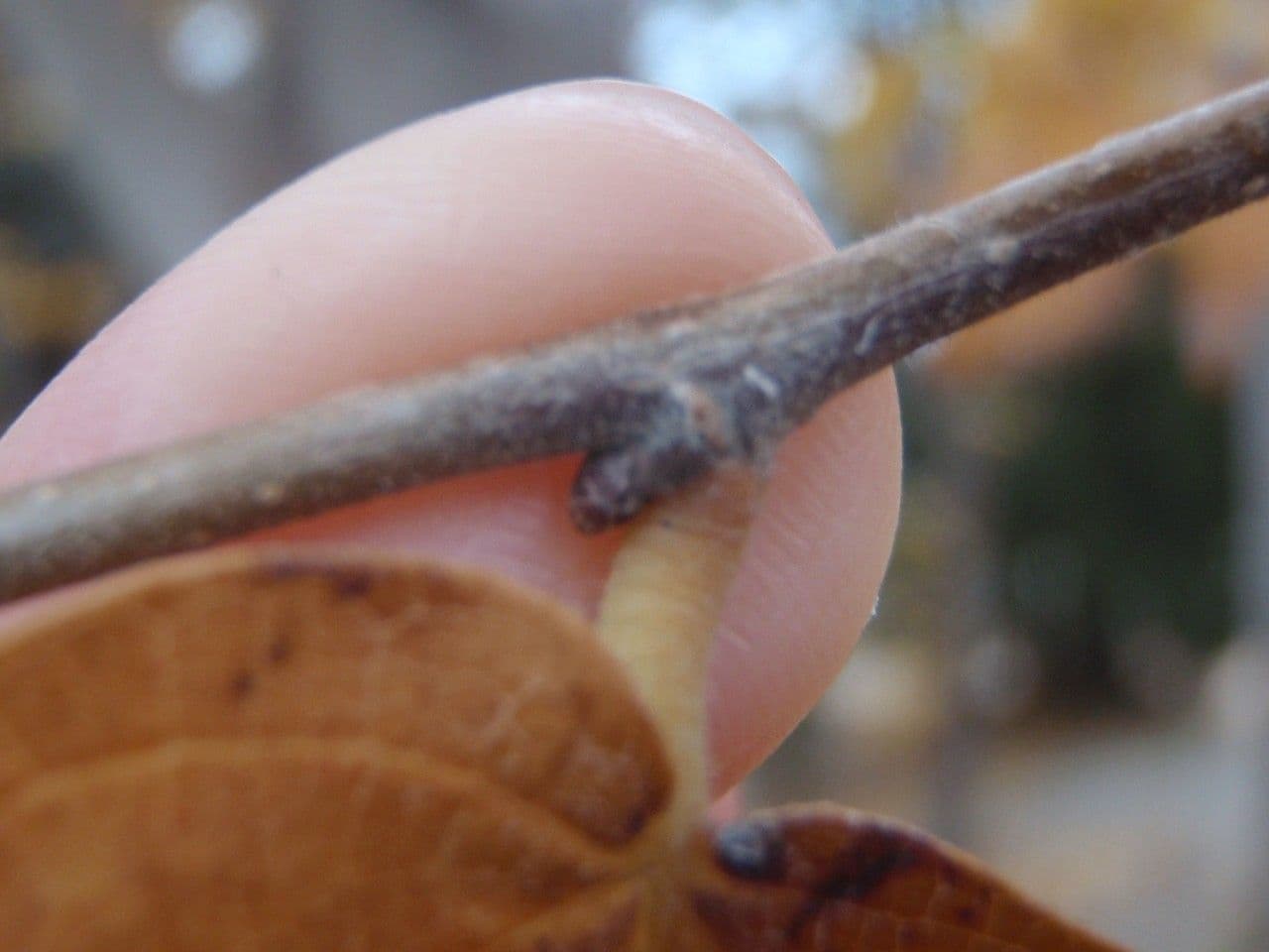 Zelkova carpinifolia