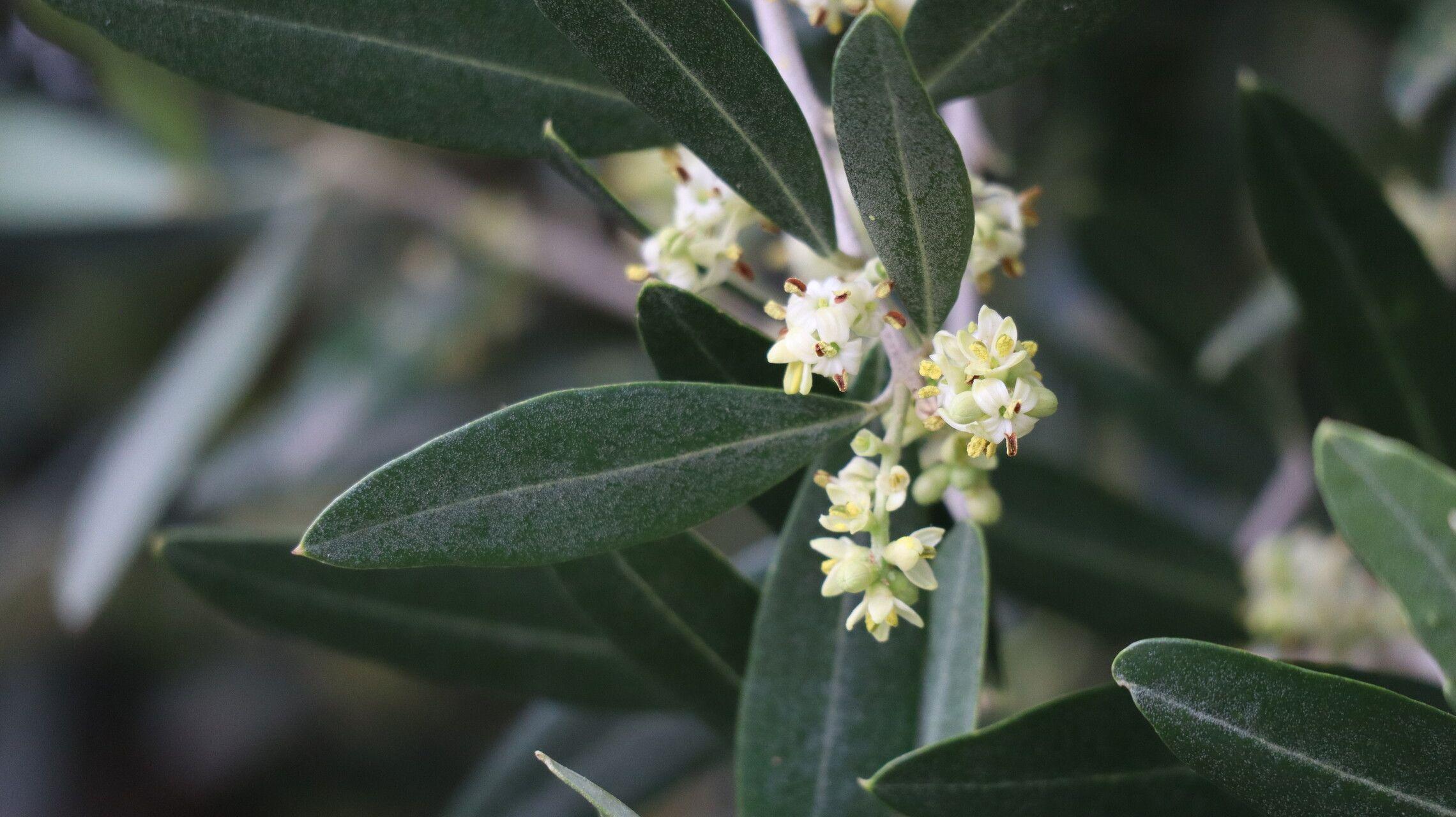 Olea europaea