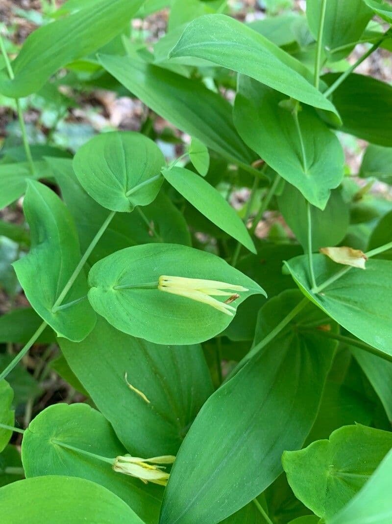 Uvularia perfoliata