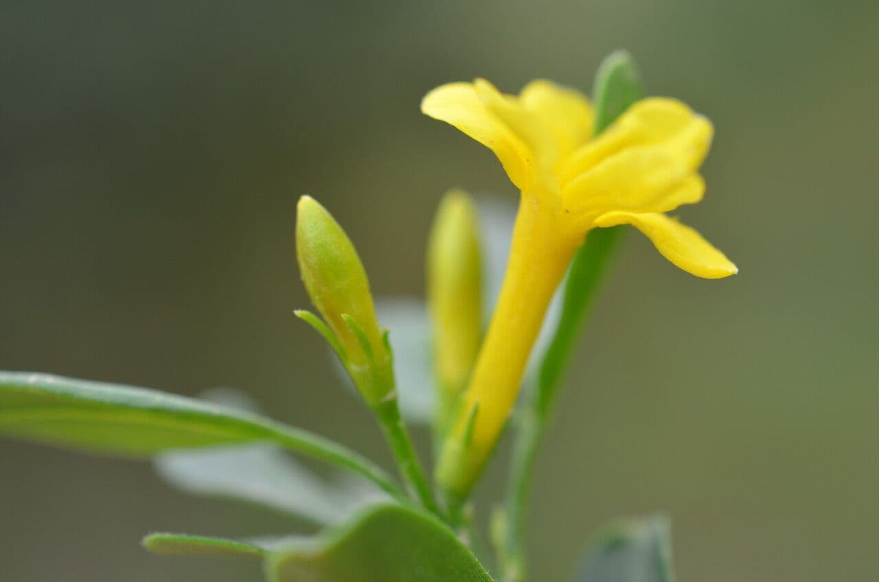 Chrysojasminum odoratissimum