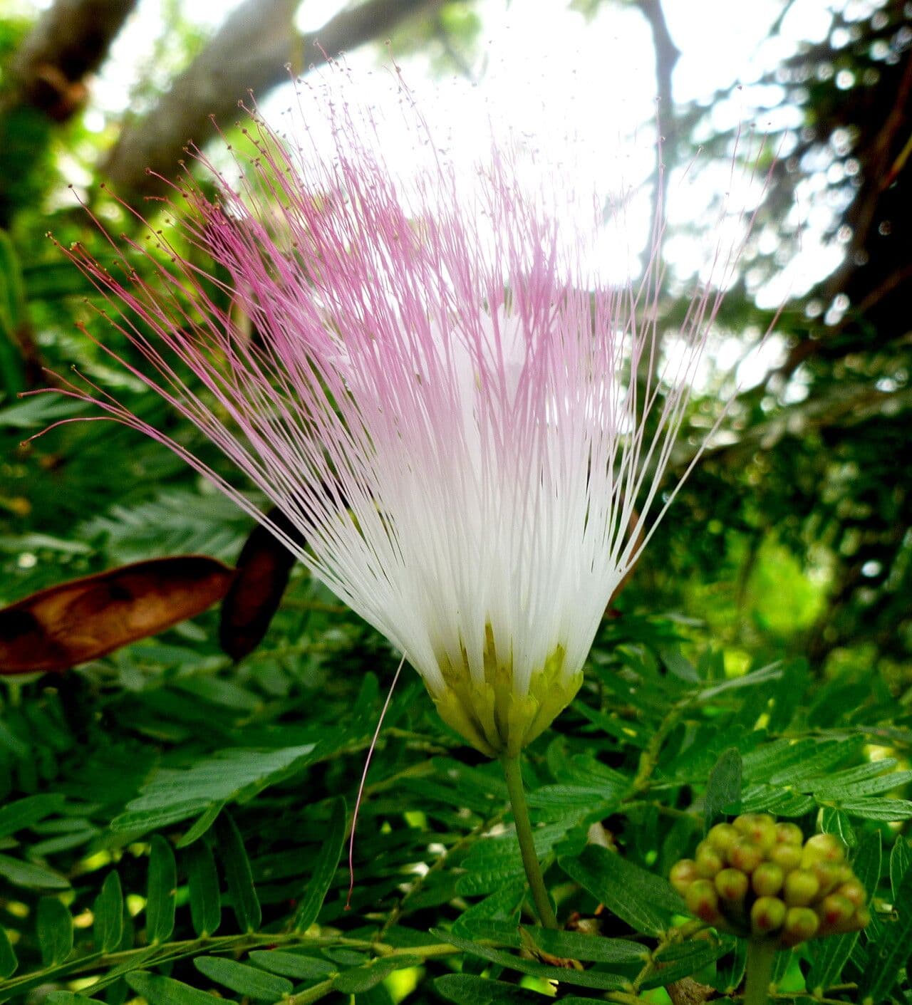 Calliandra surinamensis