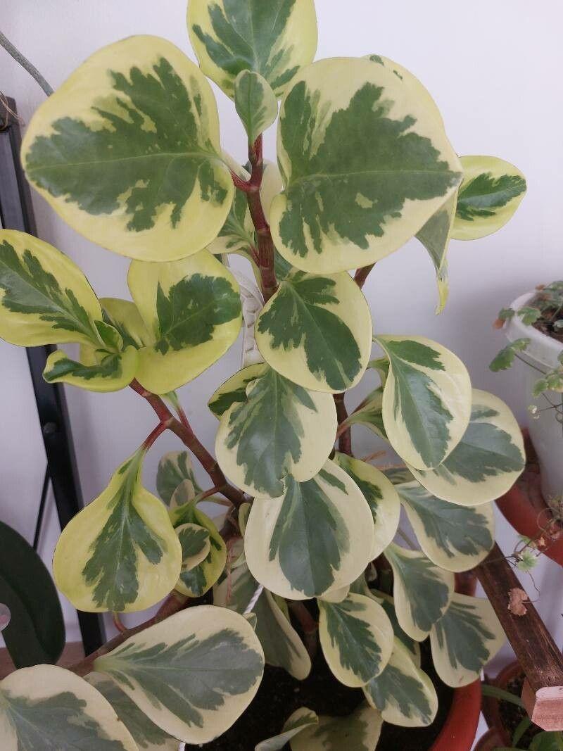 Peperomia obtusifolia