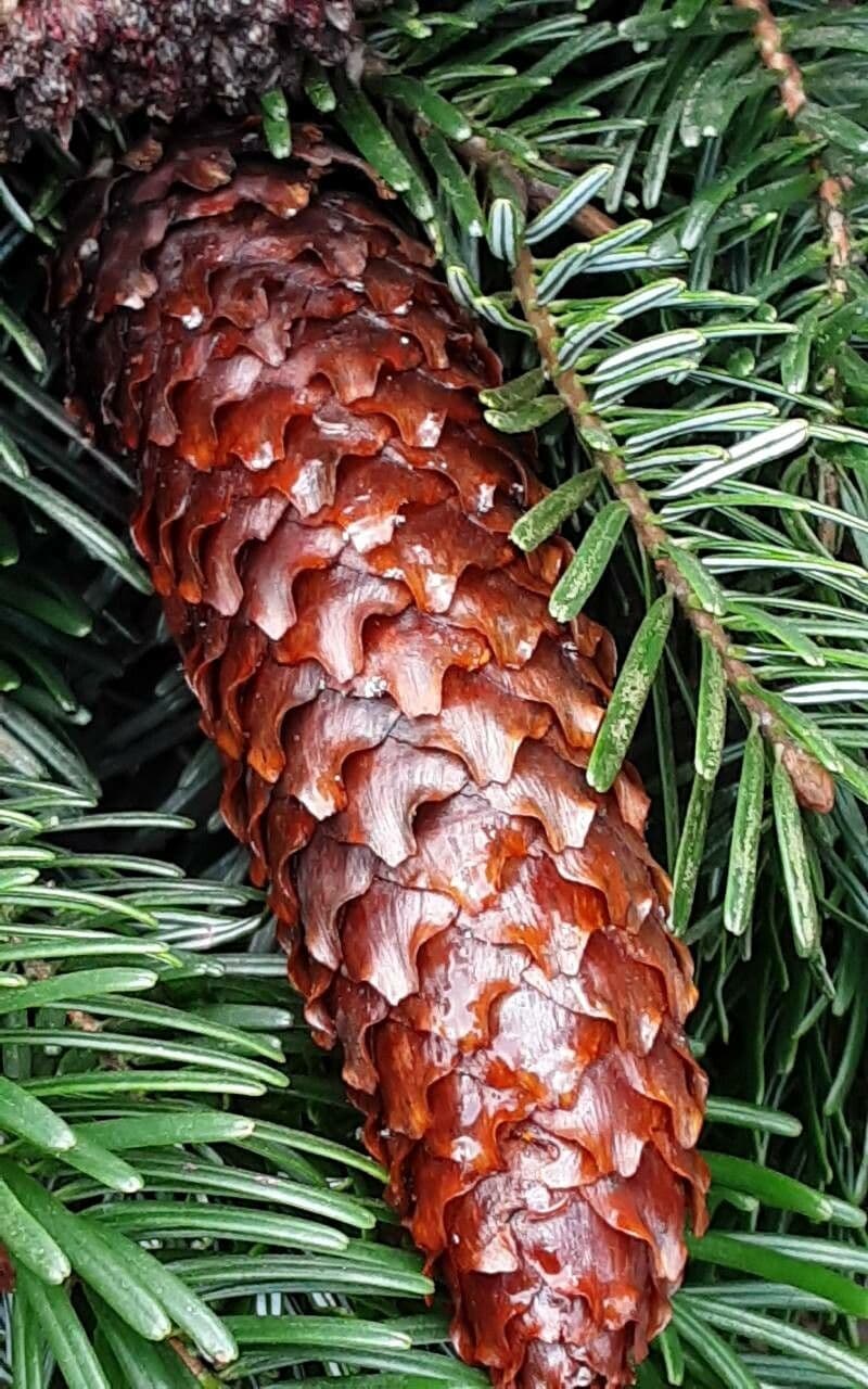 Picea pungens