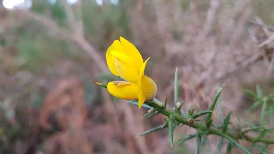 Ulex europaeus