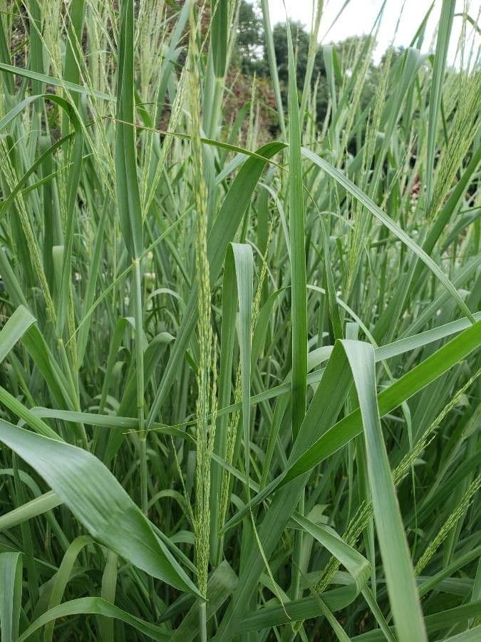 Panicum virgatum