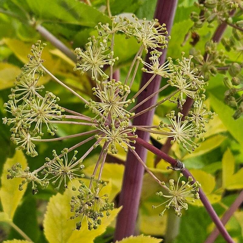 Angelica archangelica