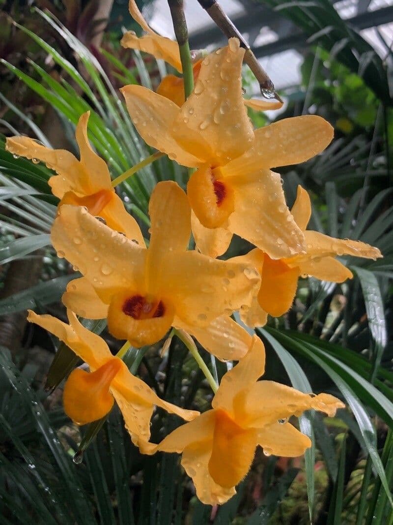 Dendrobium chrysotoxum