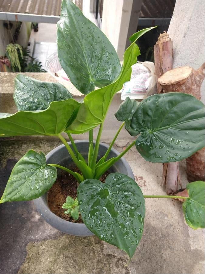 Alocasia cucullata