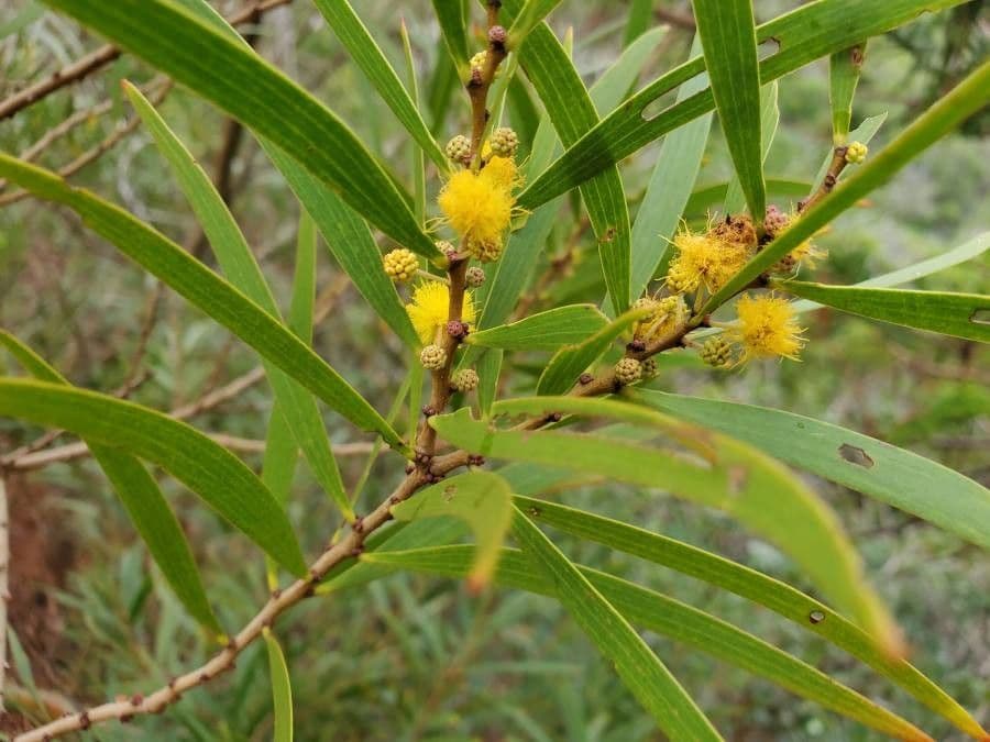 Acacia confusa