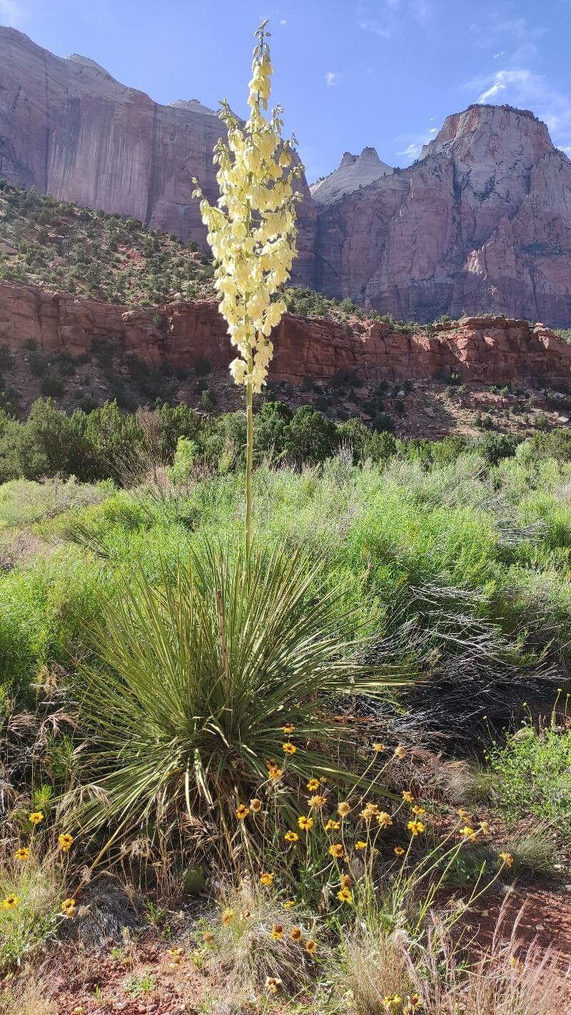 Yucca angustissima