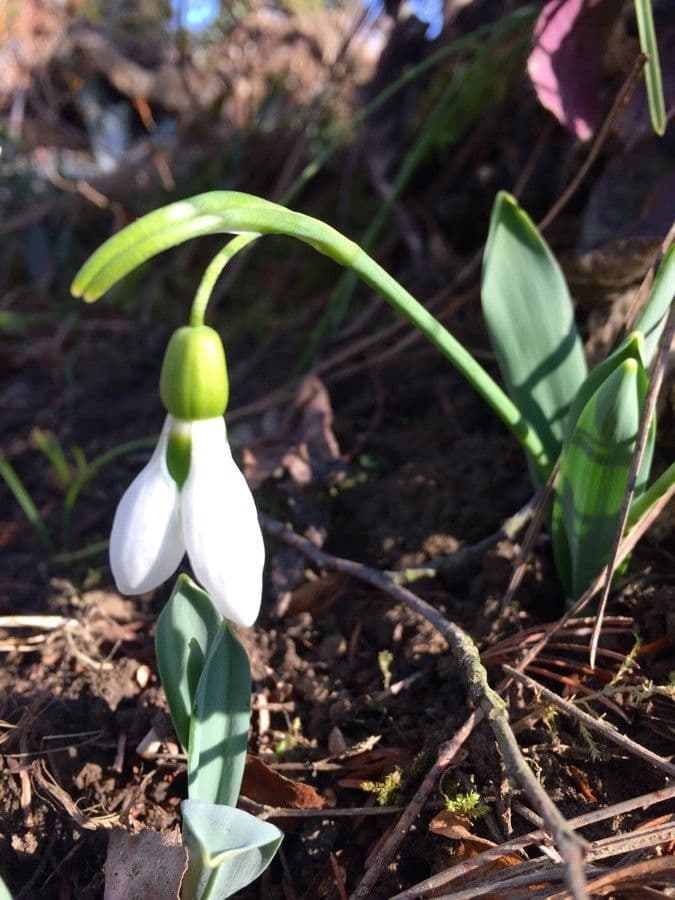 Galanthus elwesii
