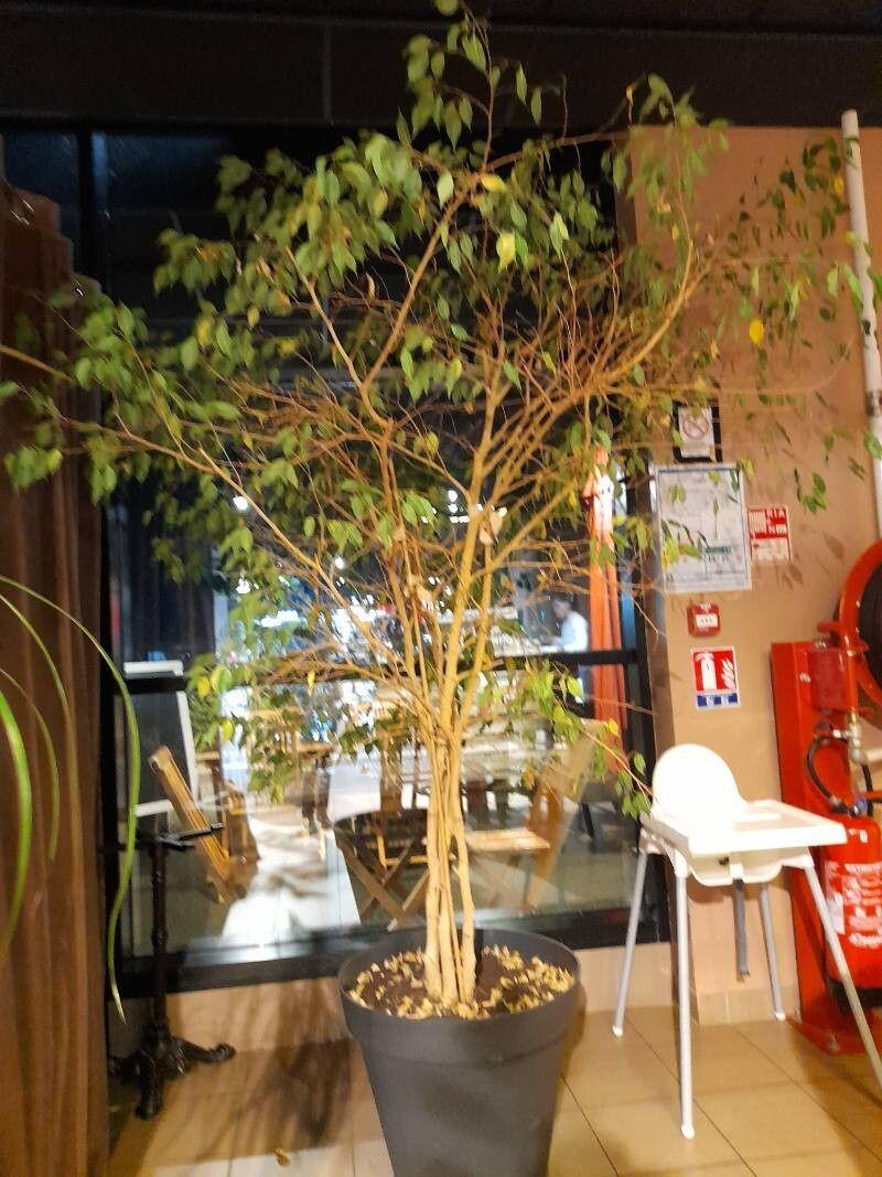 Ficus benjamina