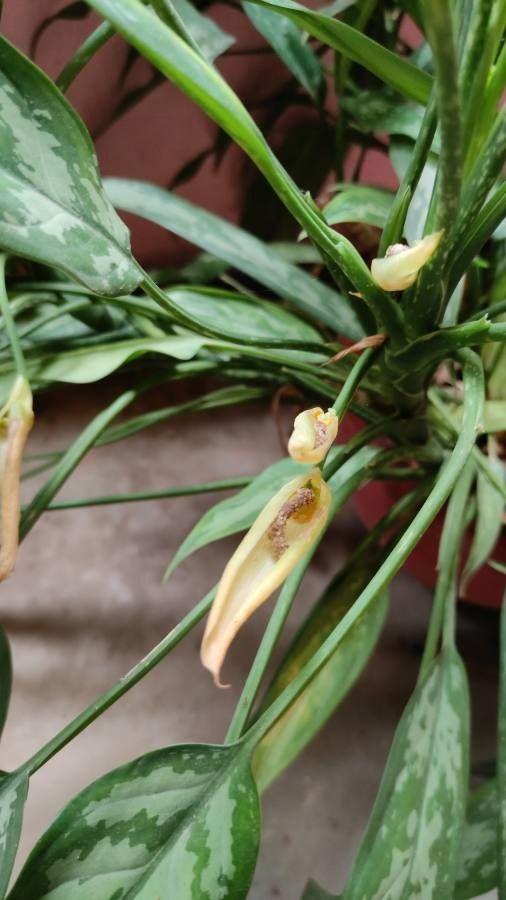 Aglaonema nitidum