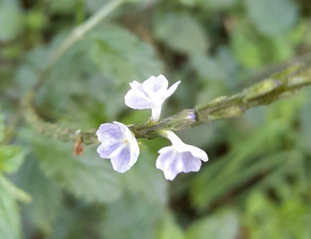 Stachytarpheta cayennensis