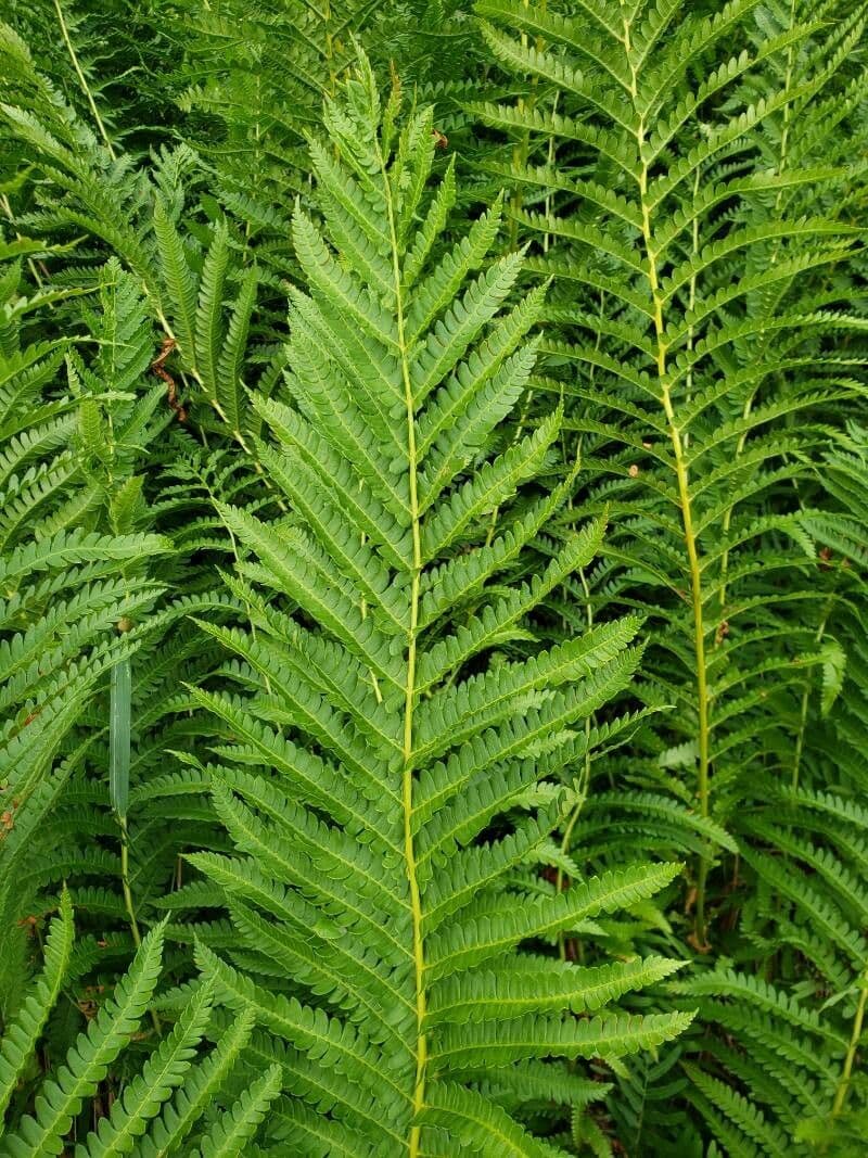 Osmundastrum cinnamomeum