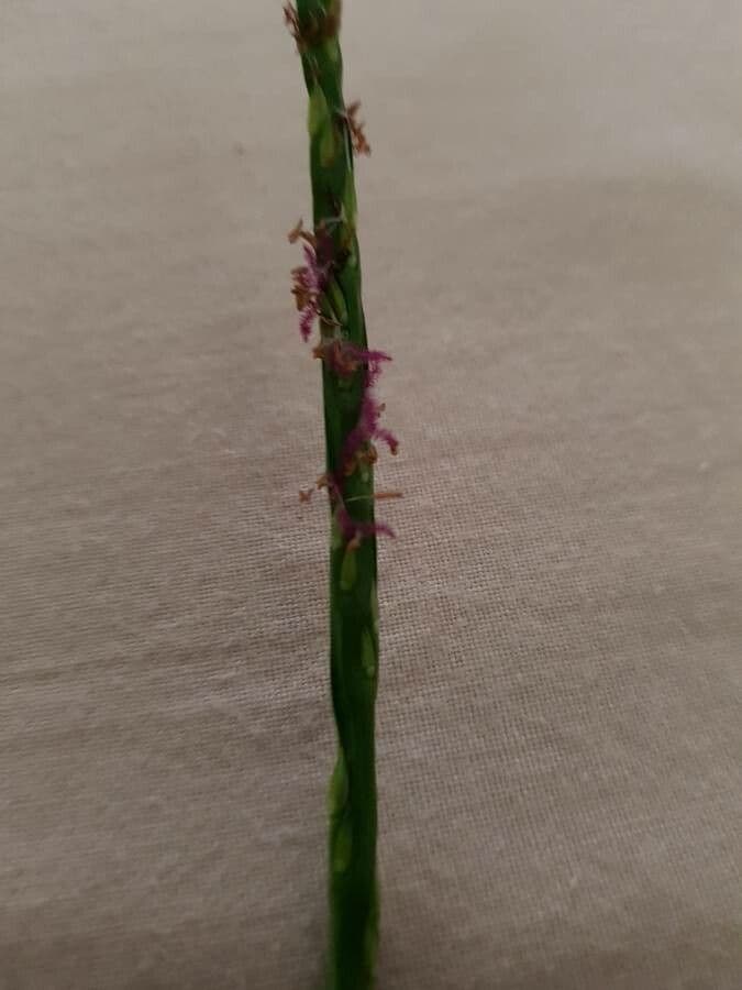 Stenotaphrum secundatum