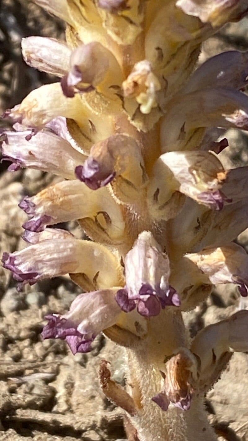 Orobanche cernua
