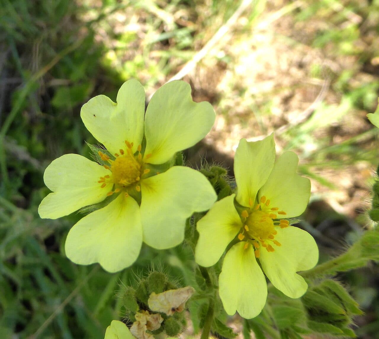 Potentilla recta